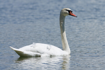 CISNE BLANCO SOBRE EL AGUA