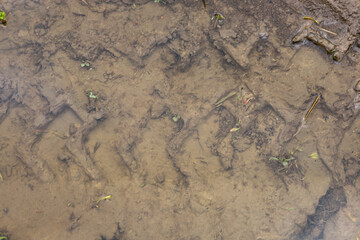 A close-up shot shows clear tire tread tracks left on a muddy road. The murky water filling the rut and small plants create a natural texture and detailing.