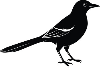 wild magpie bird nature vector design

