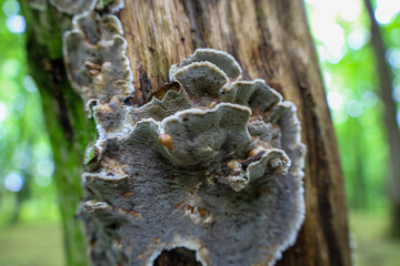 ​A macro shot shows a close-up of a gray-brown polypore mushroom growing on an old tree trunk. Its intricate structure and texture blend organically with moss and bark, highlighting the natural detail