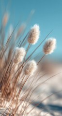 Fototapeta premium Delicate, fluffy seed heads in the sunlit grass