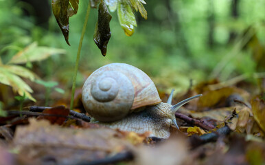​A detailed macro shot shows a large snail slowly crawling on the ground covered with fallen leaves. This photograph captures the natural beauty and slow rhythm of forest life, highlighting the small 