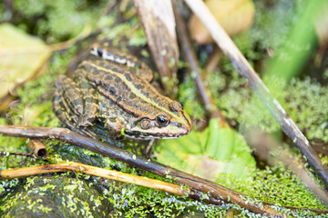 Common water green frog in the pond, natural environment, amphibian inhabitant wetland, Hylarana erythraea