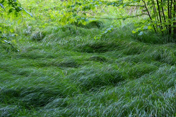 A lush, dense, wild meadow with juicy green grass swaying in the wind, surrounded by shrubs and...