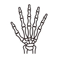 Anatomical illustration of a human hand skeleton with clear outlines