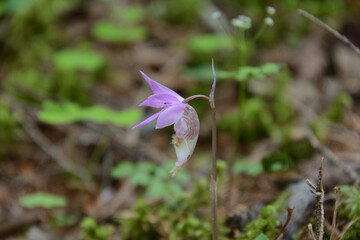 絶滅危惧種、レッドリスト、布袋欄、ほていらん。釣舟蘭、つりふねらん。