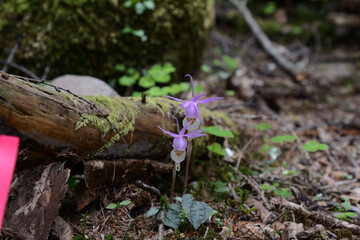 絶滅危惧種、レッドリスト、布袋欄、ほていらん。釣舟蘭、つりふねらん。