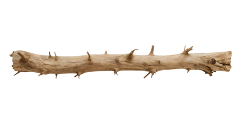 Dried Twig with Thorn: Close-up of a solitary, textured twig reveals its intricate details and rough, earthy essence against a soft, neutral backdrop. A display of natural wood and rustic appeal.
