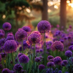 Obraz premium Purple allium blossoms in a garden at sunset