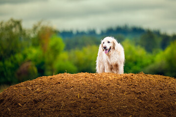 2025-09-07 A LIGHT COLORED GOLDEN RETRIEVER STANDING ON TOP OF A LARGE MOUND OF BEAUTY BARK WITH A GREEN BACKGROUND AT THE OFF LEASH DOG AREA AT MARYMOOR PARK IN REDMOND WASHINGTON