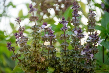 Close-up of Basil Flowers Blooming in Garden, Beautiful Thai basil flowers.