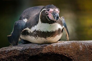 Close-up of a penguin resting on a rough rock, its markings and textured feathers visible