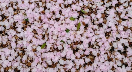 Spring blossom petals scattered on ground creating a soft colorful texture under natural daylight