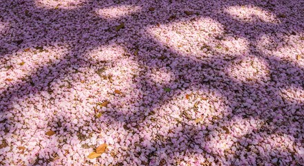 Spring blossom petals scattered on ground creating a soft colorful texture under natural daylight