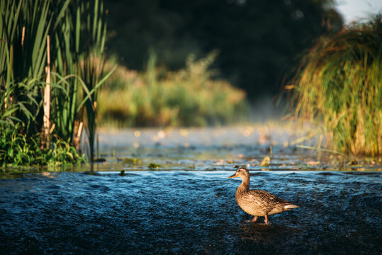Mallard -anas platyrhynchos - duck female swimming on a river.