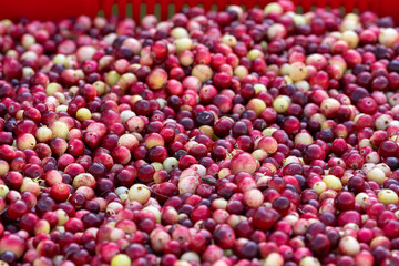 bog cranberries in a box