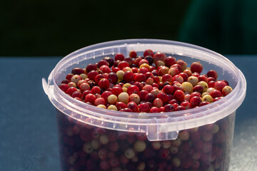 bucket of bog cranberries