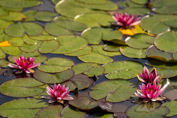 pink water lilies