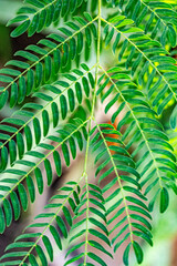 The ferns are a group of vascular plants that reproduce via spores and have neither seeds nor flowers. They differ from non-vascular plants by having specialized transport bundles that conduct water a