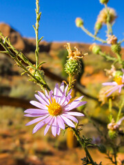A small lavender colored, Hoary tansyaster, Dieteria canascens,