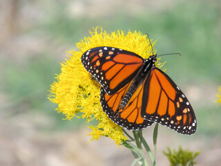A Large Monarch Butterfly, Danaus plexippus, on a yellow rabbit brush flower in the Petrified Forest State Park, Escalante, Utah, USA.