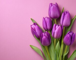 A bouquet of vibrant purple tulips on a pink background