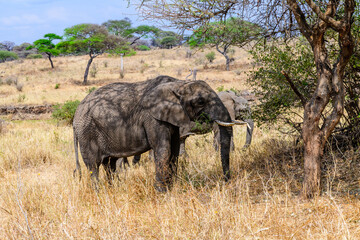 Naklejka premium African elephant (Loxodonta) at the Serengeti national park, Tanzania. Wildlife photo