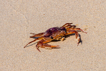 Sea crab on a sand at beach