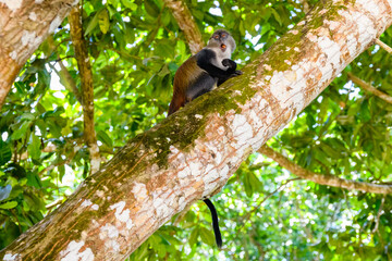 Colobus monkey at Jozani forest. Zanzibar, Tanzania
