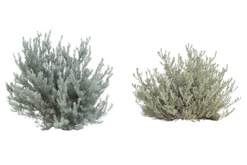 Sagebrush Shrub Isolated on Transparent Background. Green Sagebrush Plant Cutout PNG.