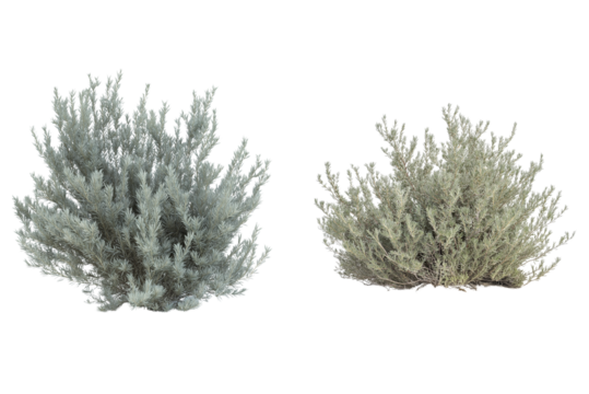 Sagebrush Shrub Isolated on Transparent Background. Green Sagebrush Plant Cutout PNG. - Powered by Adobe