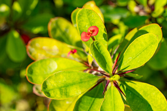 Euphorbia milii, the crown-of-thorns, Christ plant or Christ's thorn, is a species of flowering plant in the spurge family, Euphorbiaceae, native to Madagascar. The specifies commemorates Baron Milius