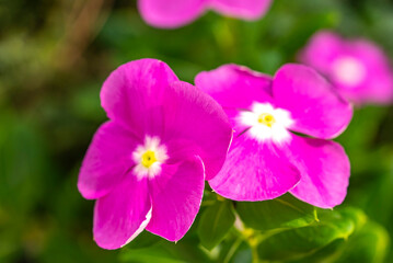 Catharanthus roseus, commonly known as bright eyes, Cape periwinkle, graveyard plant, Madagascar periwinkle, old maid, pink periwinkle, rose periwinkle, is a perennial species of flowering plant in th