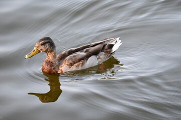 duck in the water