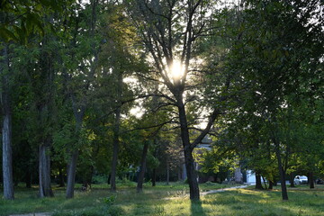 Obraz premium trees in the park