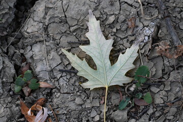 oak leaf in autumn