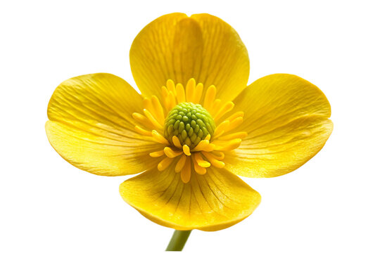 Isolated bright yellow buttercup flower with detailed petals and stamen transparent background