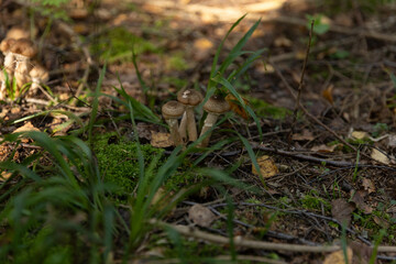 Honey mushrooms in the forest on a tree trunk
