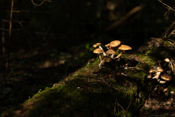 Honey mushrooms in the forest on a tree trunk