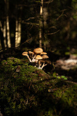 Honey mushrooms in the forest on a tree trunk