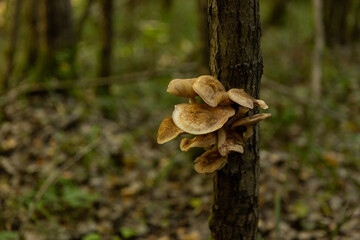 Honey mushrooms in the forest on a tree trunk