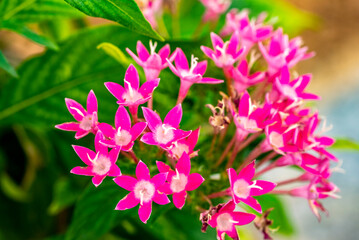 Obraz premium Pentas lanceolata, commonly known as Egyptian starcluster, is a species of flowering plant in the madder family, Rubiaceae that is native to tropical Africa from Sudan to Democratic Republic of the Co