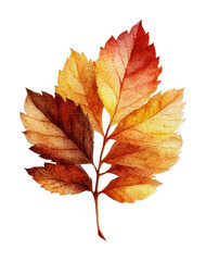 Obraz premium PNG Leaf illustration transparent watercolor.
