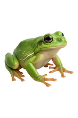 Obraz premium Green Tree Frog high quality realistic image.