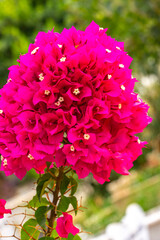 Fototapeta premium Bougainvillea spectabilis, also known as great bougainvillea, is a species of flowering plant. It is native to Brazil, Bolivia, Peru, and Argentina's Chubut Province. It is widely grown as an ornament