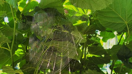 Macro close-up of a perfect, intact spider web in the middle of a green tree, featuring a cross...