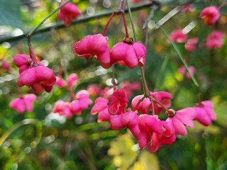 Macro close-up of pink spindle trees in bloom, set against a soft, blurred green background. The delicate flowers and vibrant colors create a natural and peaceful atmosphere