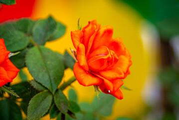 Garden roses are predominantly hybrid roses that are grown as ornamental plants in private or public gardens. They are one of the most popular and widely cultivated groups of flowering plants, especia