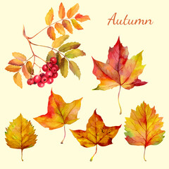 Watercolor rowan branch with red berries, maple leaves and other autumn foliage. Hand painted botanical illustration for seasonal design, cards, posters and harvest decoration.