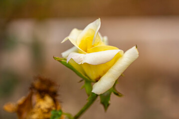 Garden roses are predominantly hybrid roses that are grown as ornamental plants in private or public gardens. They are one of the most popular and widely cultivated groups of flowering plants, especia